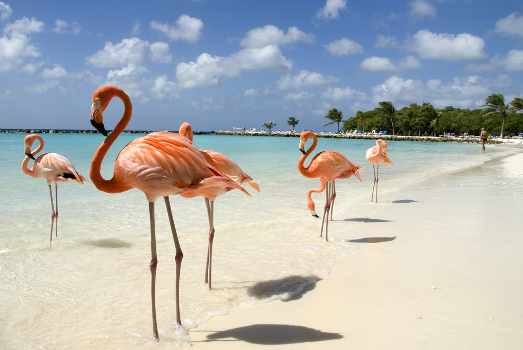 Flamingos in Aruba - Blog Flamingos in Aruba