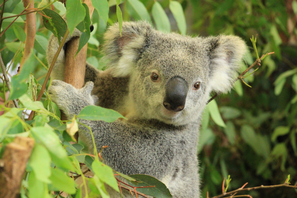 Koala - Blog Koala