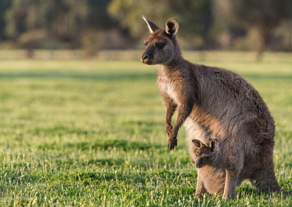 Kangaroo - Blog Kangaroo
