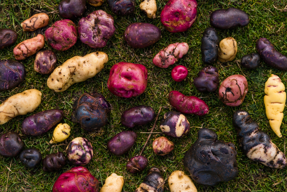 Potatoes - Blog Potatoes