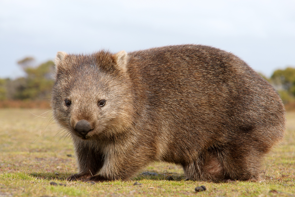 Quokka - Blog Quokka