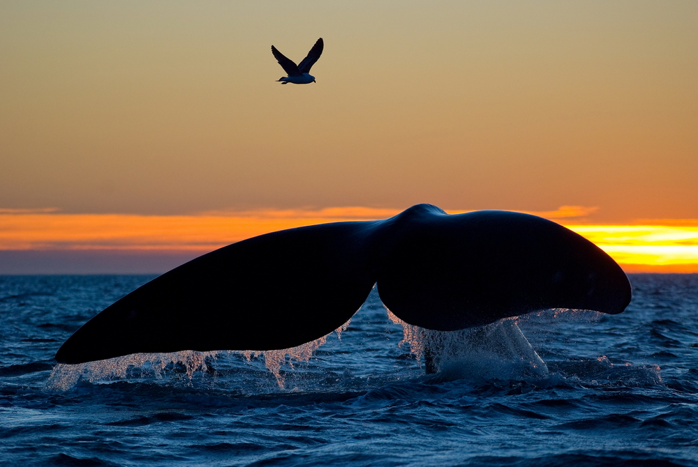 Whale watching in Australia and New Zealand - Blog Whale watching in Australia and New Zealand