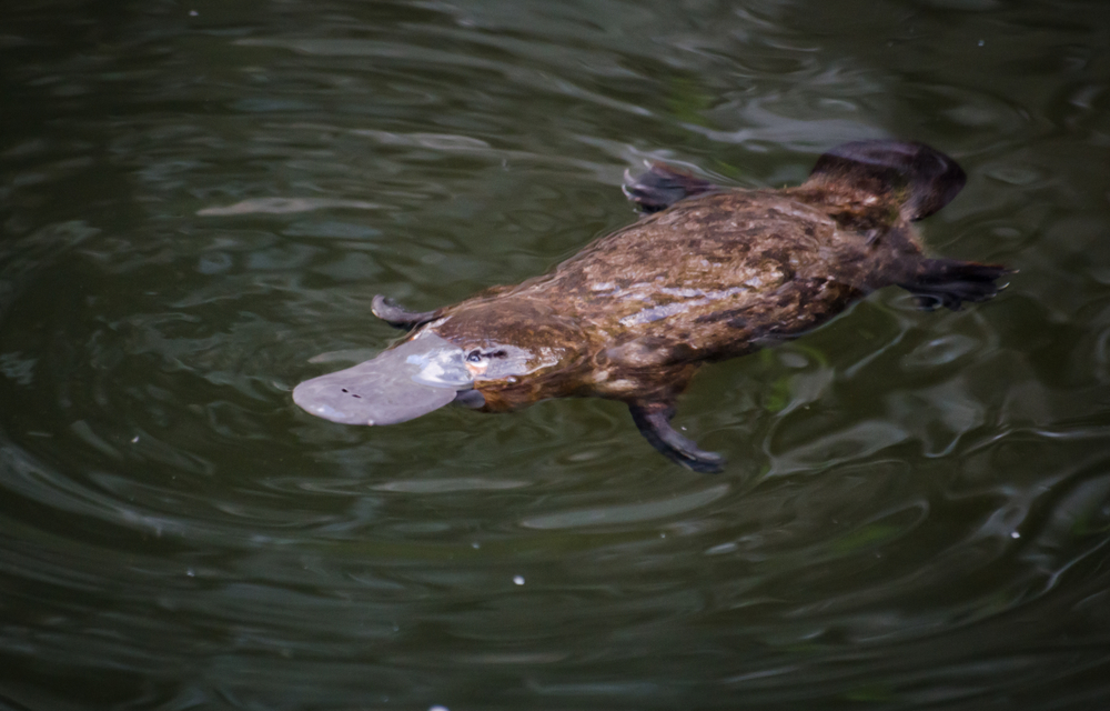 Platypus - Blog Platypus