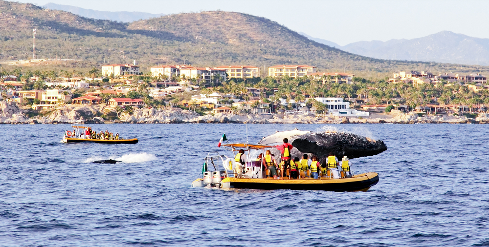 Whale watching in Baja California, Mexico (Puerto Vallarta & Los Cabos) - Blog Whale watching in Baja California, Mexico (Puerto Vallarta & Los Cabos)