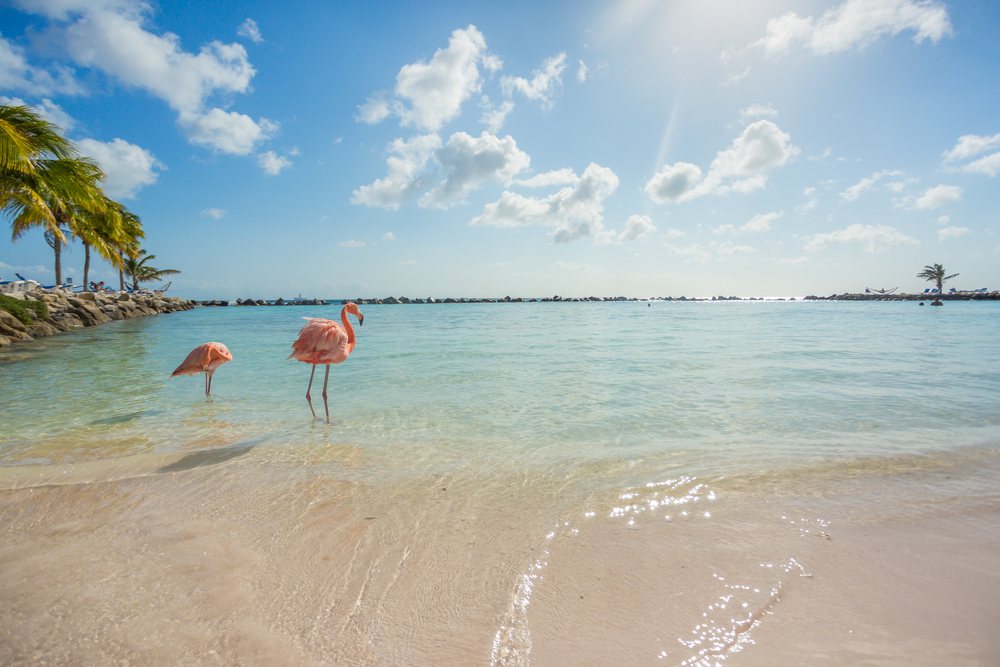 Aruba Flamingos-blog Flamingo Beach, Aruba