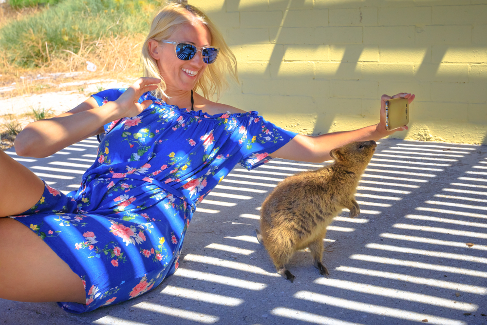 Wombat - Blog Wombat