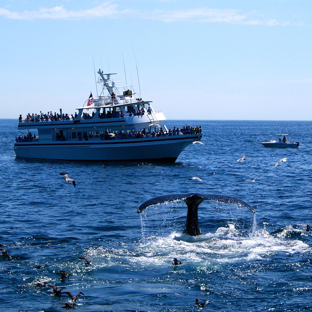 Tourists whale watching on Stellwagen Bank in Massachusetts