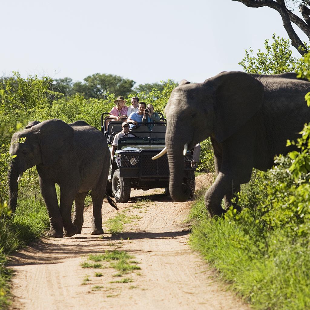 Bucket list experiences: African Safari World Start-up Vacation Packages